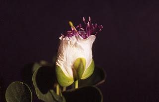 CAPPERO    Capparis spinosa L.