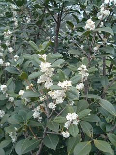 AGRIFOGLIO . ILEX sp.