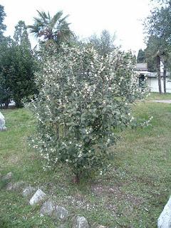 AGRIFOGLIO . ILEX sp.