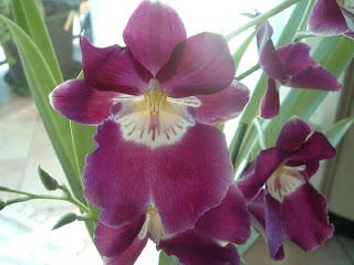 Miltoniopsis Jean Sabourin