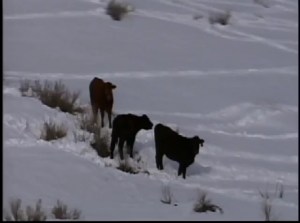 NEW MEXICO:BESTIAME INTRAPPOLATO NELLA NEVE