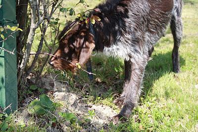 Difendiamo i nostri amici animali dai botti di Capodanno...e giorni a seguire