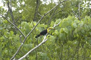 Animali del Costa Rica: il Tucano