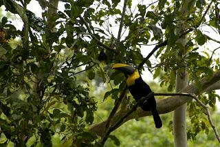 Animali del Costa Rica: il Tucano