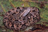 Serpenti del Costa Rica: la Terciopelo