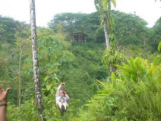 un lancio del Canopy Tour