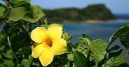 Le Fiji torneranno ad avere liberta' di parola ed aggregazione Ecoturismo a Fiji - i colori e la pace della natura tropicale