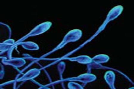 spermatozoi Sviluppato sperma in provetta!