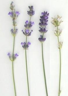 prodotti lavanda