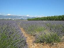 fiori lavanda