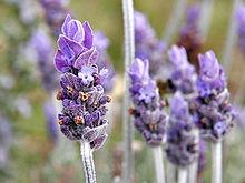 coltivazione lavanda