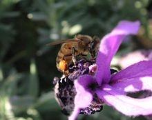 coltivazione lavanda2