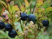 prodotti mirtillo