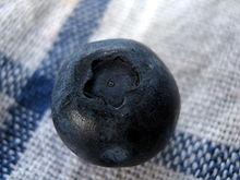 coltivazione mirtillo2