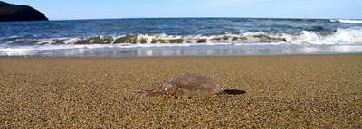 storie di sabbia e mare