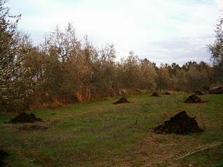 Cosa fare alla foresta degli ulivi del Salento leccese nel mese gennaio