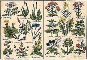 Tutto sulle piante medicinali