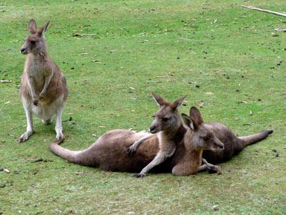 Ah, i canguri d’Australia. Uno aggredisce una bimba di 7 anni e la manda all’ospedale. Lei dice: “Amo gli animali”