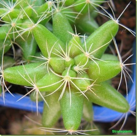 mammilaria longimamma particolare 23-12-11