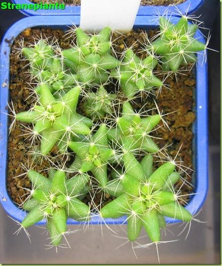 mammilaria longimamma-2011-11-23_00020IMG_7923