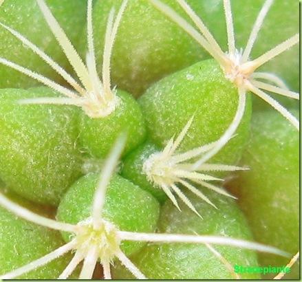 mammilaria longimamma macro 23-12-11