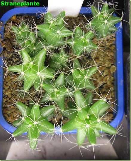 mammilaria longimamma-2011-10-10_00019IMG_6811