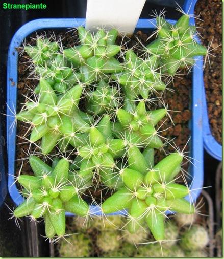 mammilaria longimamma 23-12-11