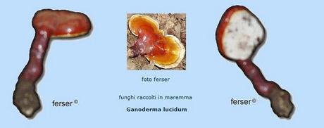 GANODERMA LUCIDUM, IL FUNGO DELLA VITA