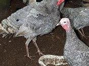 Germania, troppi antibiotici negli allevamenti tacchino