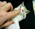 VIDEO di SUPER TENERISSIMI CUCCIOLI (coniglietti, gattini, cagnolini, paperelle, etc..)    –  Worlds Cutest Baby Animals (Bunny, kitty, ducks, etc.)