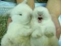 VIDEO di SUPER TENERISSIMI CUCCIOLI (coniglietti, gattini, cagnolini, paperelle, etc..)    –  Worlds Cutest Baby Animals (Bunny, kitty, ducks, etc.)