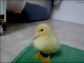 VIDEO di SUPER TENERISSIMI CUCCIOLI (coniglietti, gattini, cagnolini, paperelle, etc..)    –  Worlds Cutest Baby Animals (Bunny, kitty, ducks, etc.)