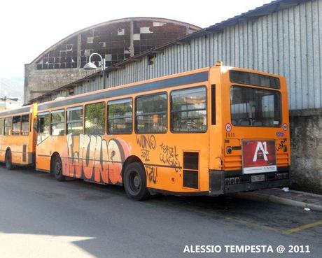 Mercato San Severino: ancora la CSTP in azione!