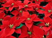 S.O.S. Stella Natale!