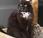 Andrea, gatto voleva morire