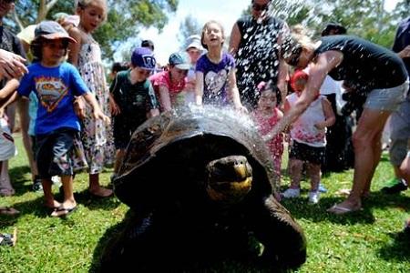 tartaruga gigante1 Curiosità: In Australia c’è il pitone “Atomic Betty” che pesa 137 Kg!