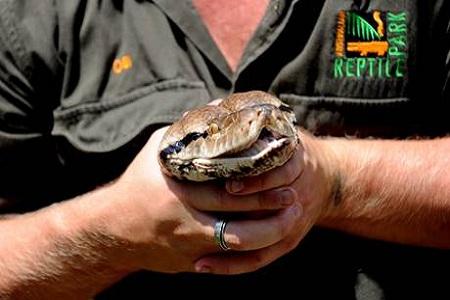 Pitone gigante Curiosità: In Australia c’è il pitone “Atomic Betty” che pesa 137 Kg!