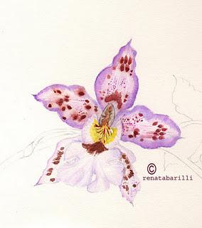 Ibrido di Odontoglossum e Cambria - Studio terminato