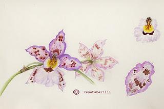 Ibrido di Odontoglossum e Cambria - Studio terminato