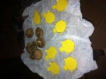 Tartarughine idea ri-ciclo!