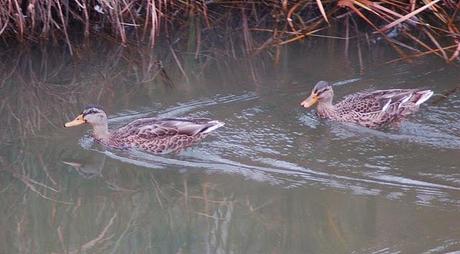 VIAGGIO NELLA NATURA CON IL BIRDWATCHING