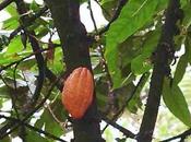 amanti cioccolato piangono. fondo speculativo comprando piantagione cacao tutto mondo lievitare prezzi