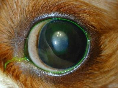 Malattie della cornea nel cane