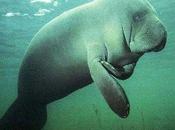 Salviamo dugongo laura dall'estinzione