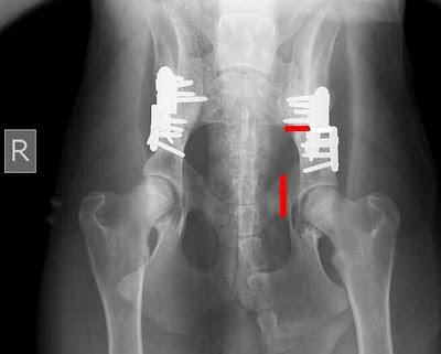 DISPLASIA DELL'ANCA DEL CANE :LA DUPLICE OSTEOTOMIA PELVICA UNA NUOVA TECNICA EFFICACE