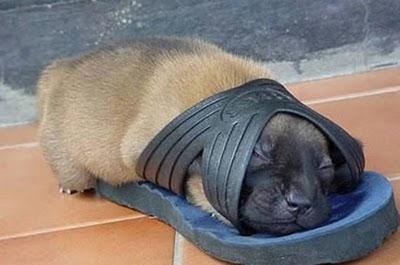 Funny Animal Sleeping Positions