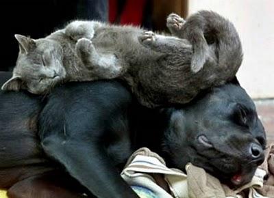 Funny Animal Sleeping Positions