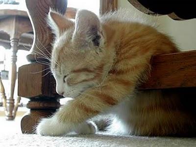 Funny Animal Sleeping Positions