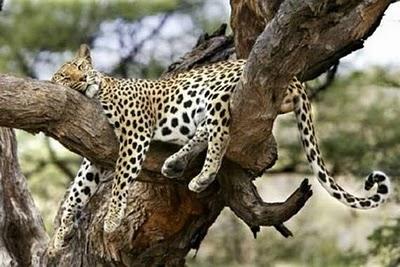 Funny Animal Sleeping Positions