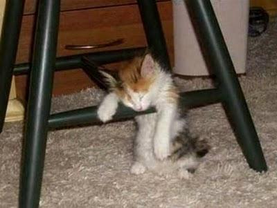 Funny Animal Sleeping Positions